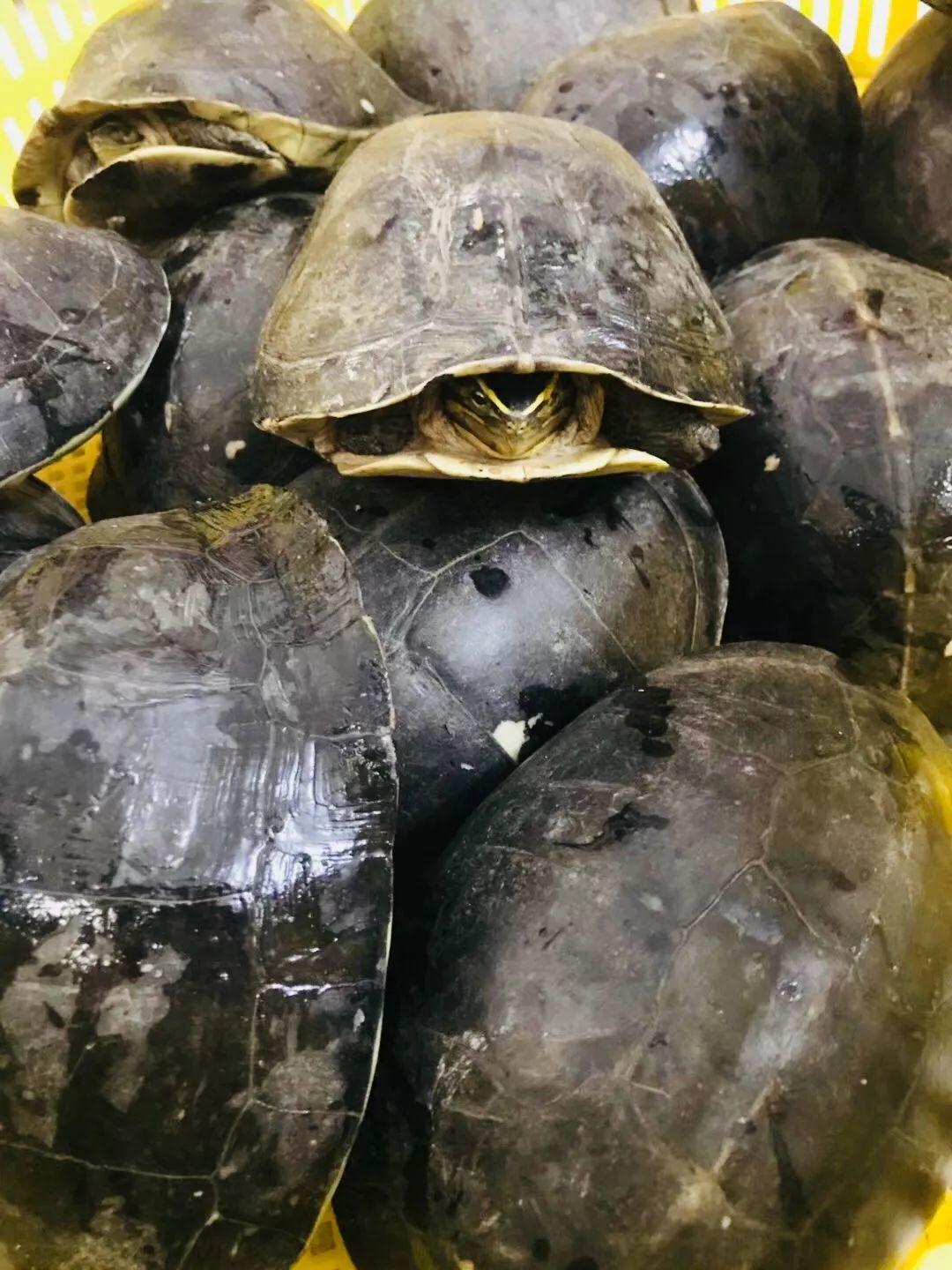 花式鲜炖燕窝推荐,花式鲜炖燕窝给你不一样味道