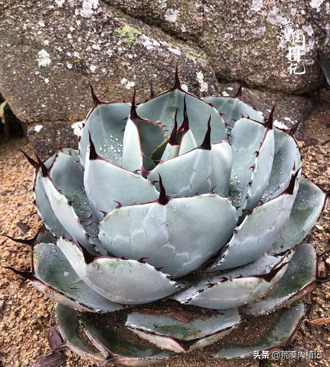 极品龙舌兰,精品龙舌兰欣赏