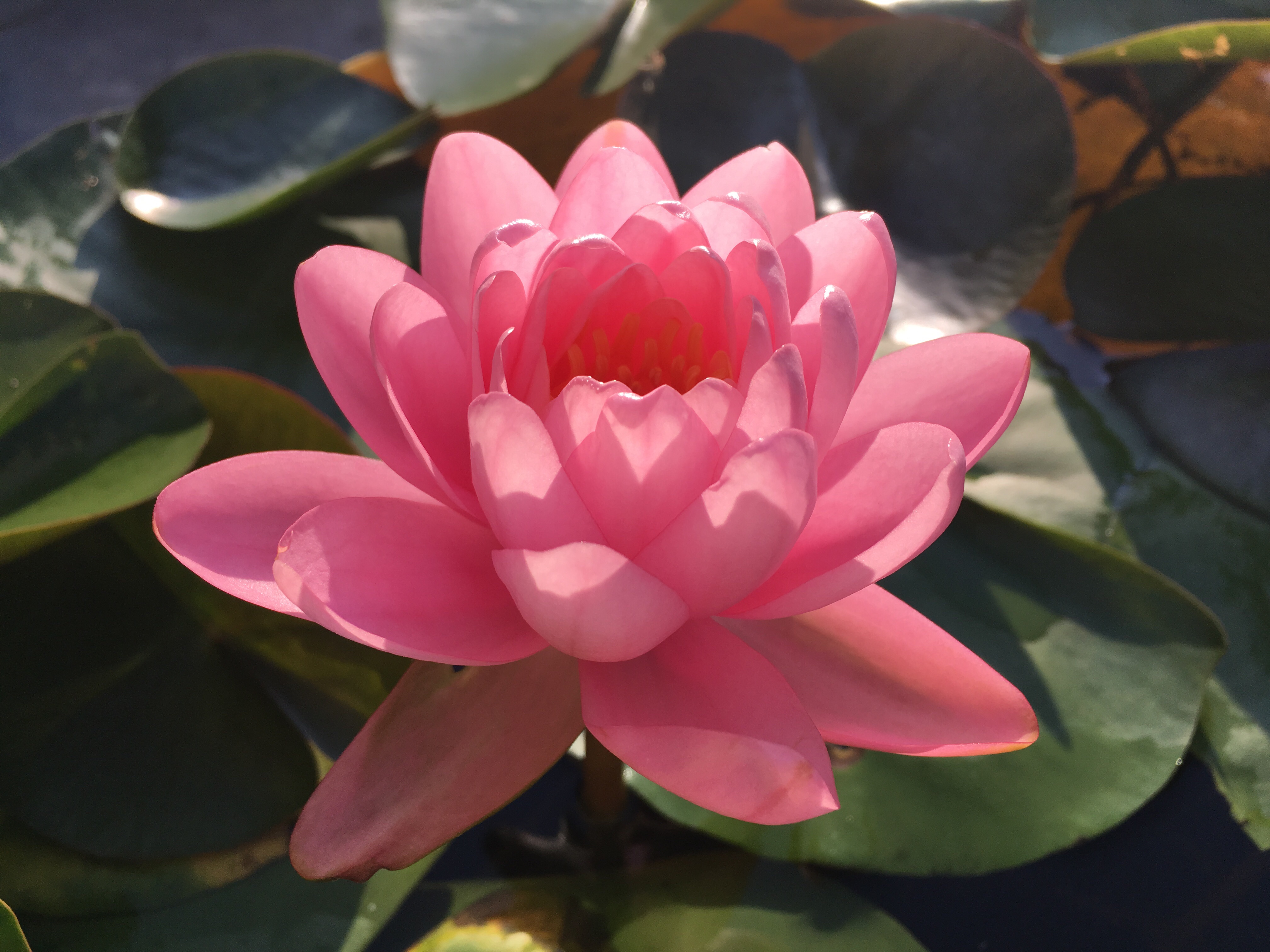 好养勤花的睡莲品种有哪些,睡莲花朵品种推荐