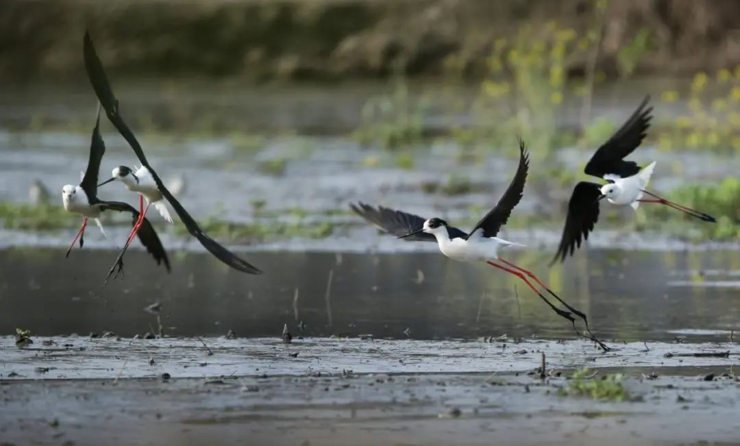 浓情端午|泰州三日游线路送上，水韵休闲风走起