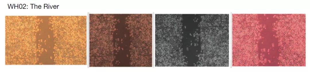 论文图片作假,论文撤稿是真的假的