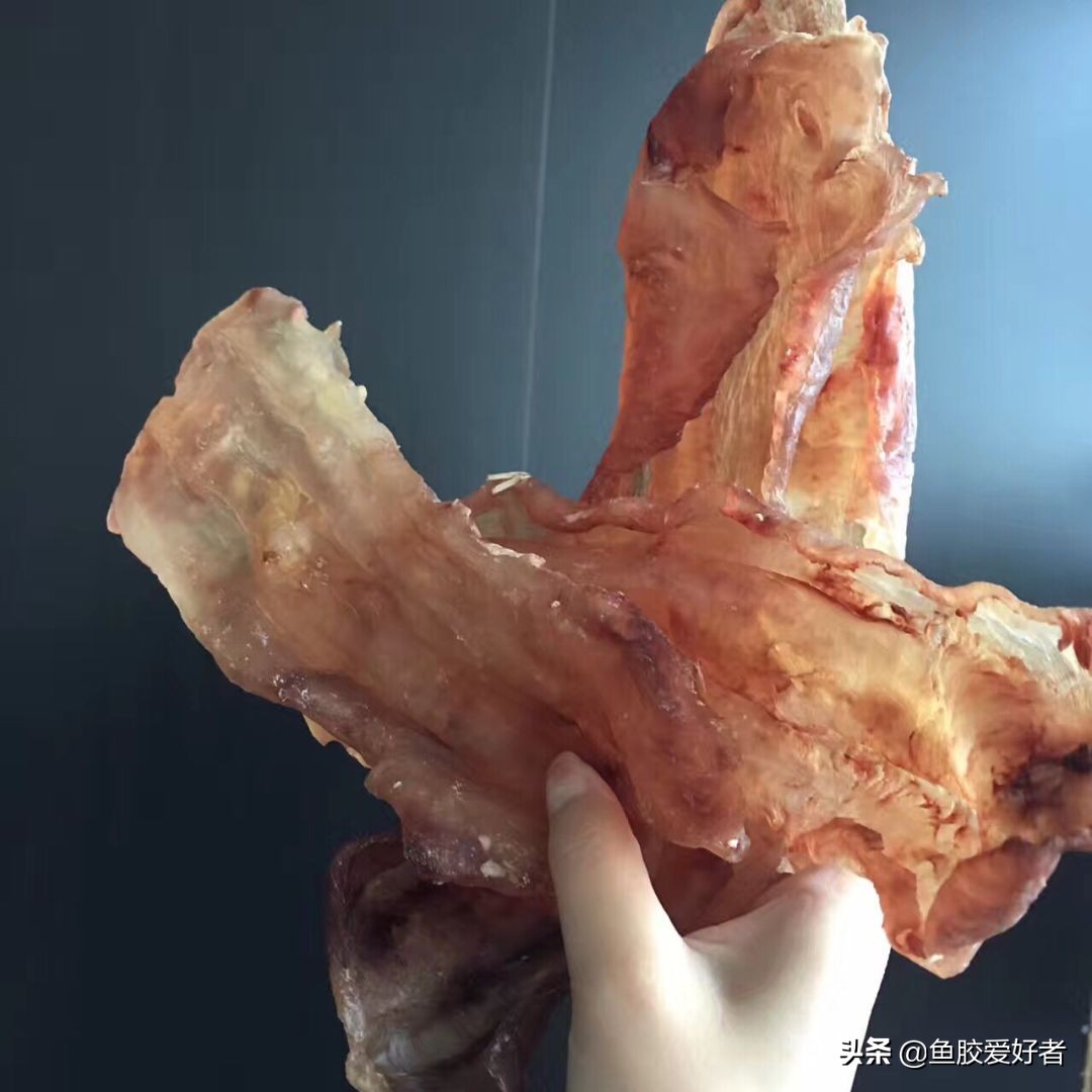 5年的花胶,5年以上的黄花胶