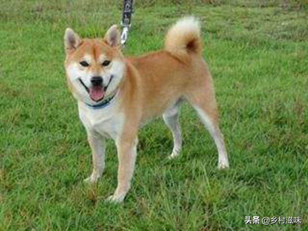 家中五喜指的是什么,五喜来家有财的俗语