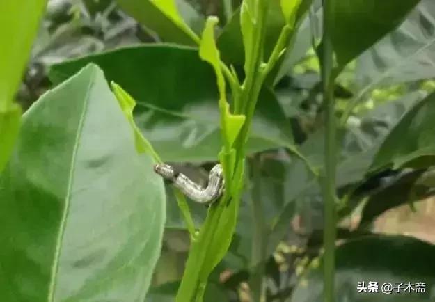 柑橘大实蝇和柑橘小实蝇常规虫害,柑橘虫害高清图谱及防治方法