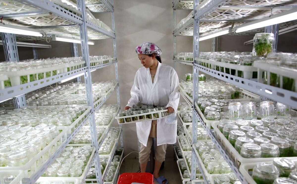 北方农村不愁销路的小型加工厂,适合农村致富的加工厂