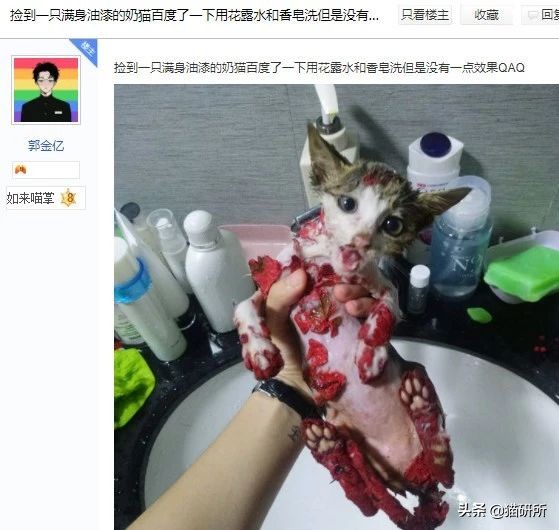 猫咪手脏怎么清洗,如何洗猫咪粘毛的物品