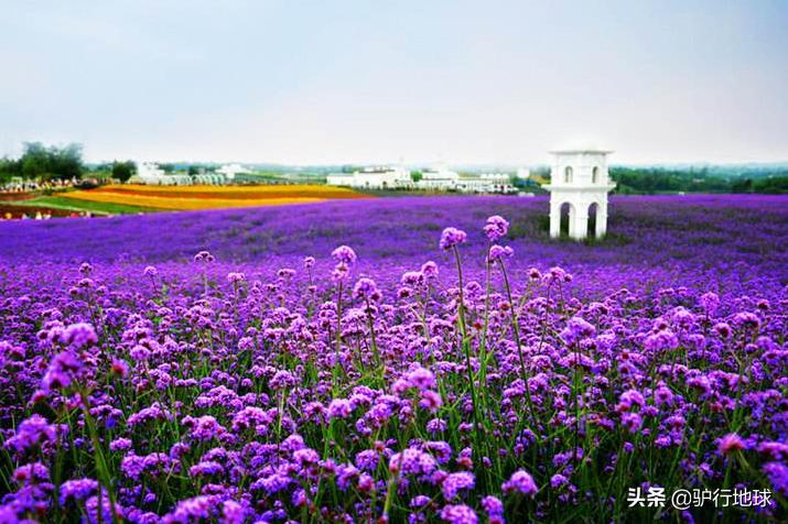 成都周边适合秋天看花的地方,成都周边看花攻略国庆节