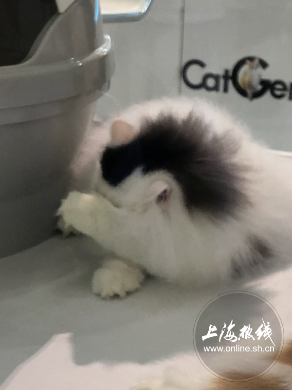 亚洲宠物展2022直播,亚洲宠物展会直播