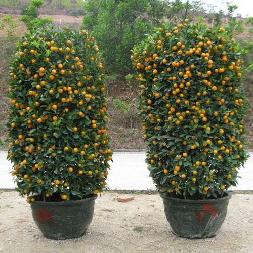 金桔开花期间怎样提高坐果率,脆皮金桔怎么提高坐果率