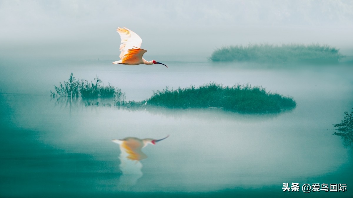 观鸟大年,观鸟作品100幅