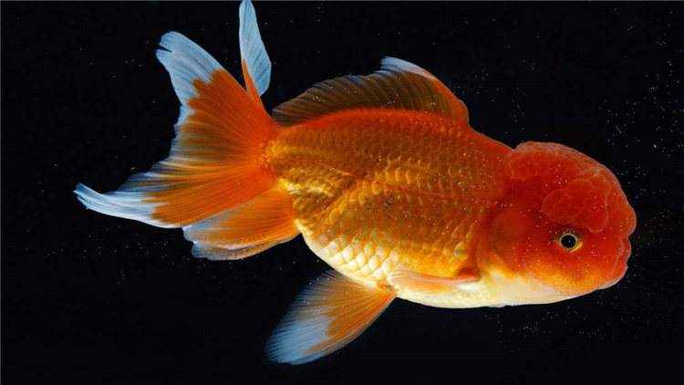 为什么家里养的金鱼总缺氧,新入鱼缸如何判断金鱼缺氧了