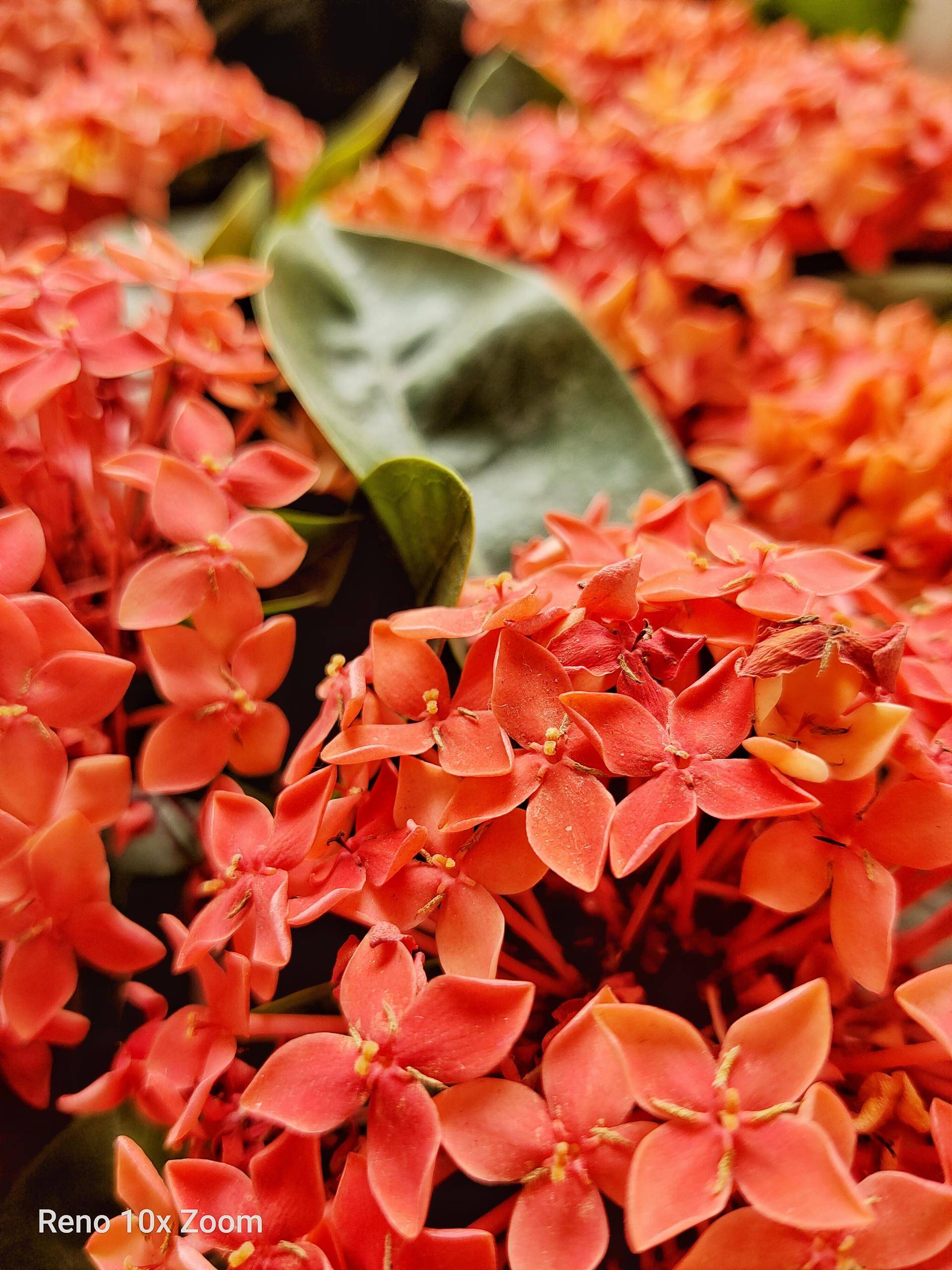 opporeno拍照评测,opporeno拍照表现