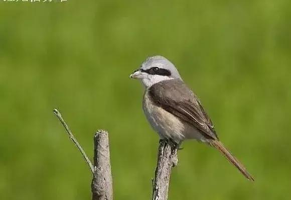 伯劳鸟饲养,没睁眼的伯劳怎样饲养