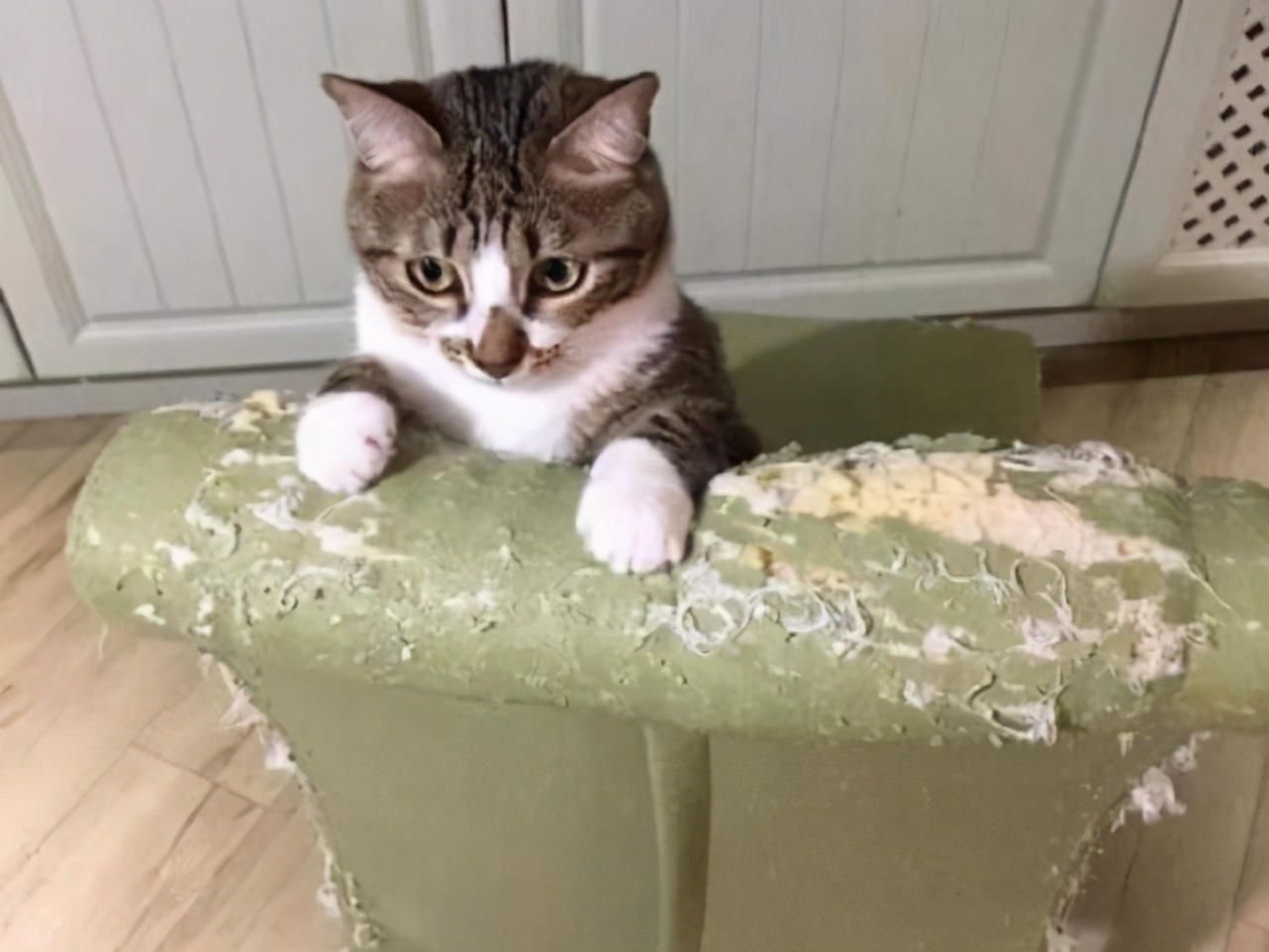 家养猫长寿的秘诀,养猫秘诀