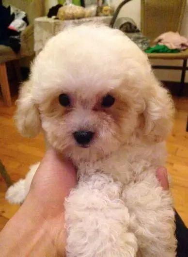 比熊犬怎么知道身上有虫子,怎么知道比熊狗有皮肤病