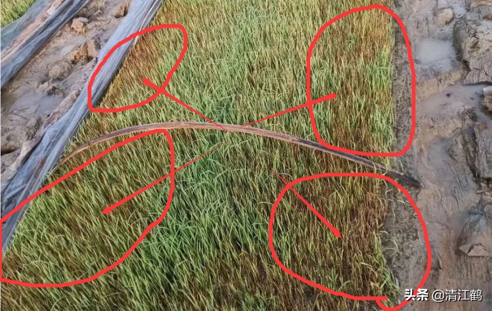 旱育秧为什么出苗不齐,稻苗旱死是什么原因