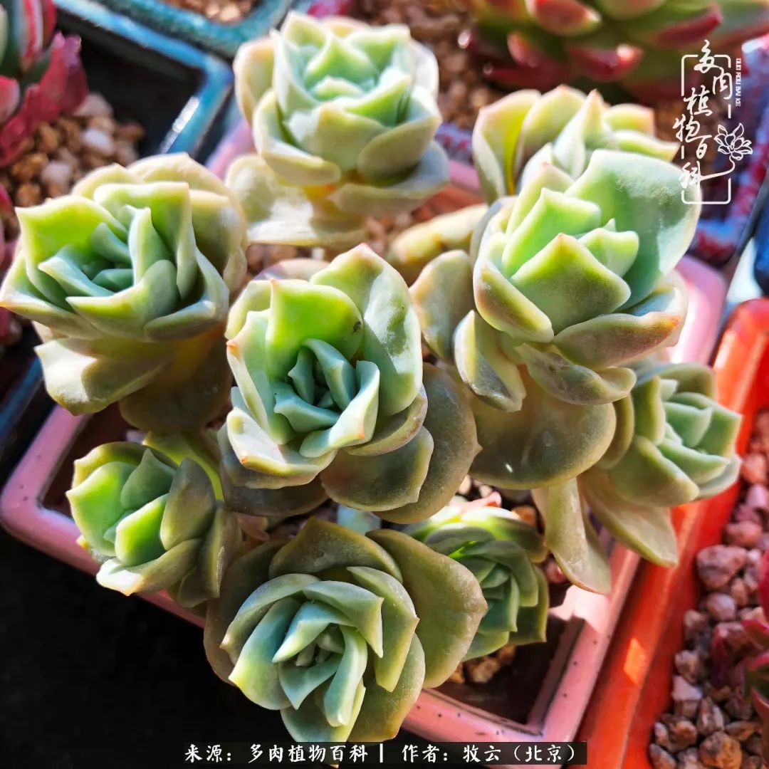 日常生活中常见的多肉植物,多肉植物神奇之处