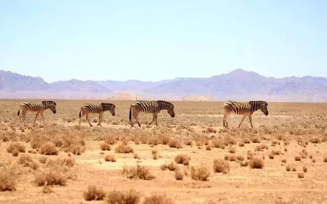 一半是沙漠一半是绿洲,一半沙漠一半海洋