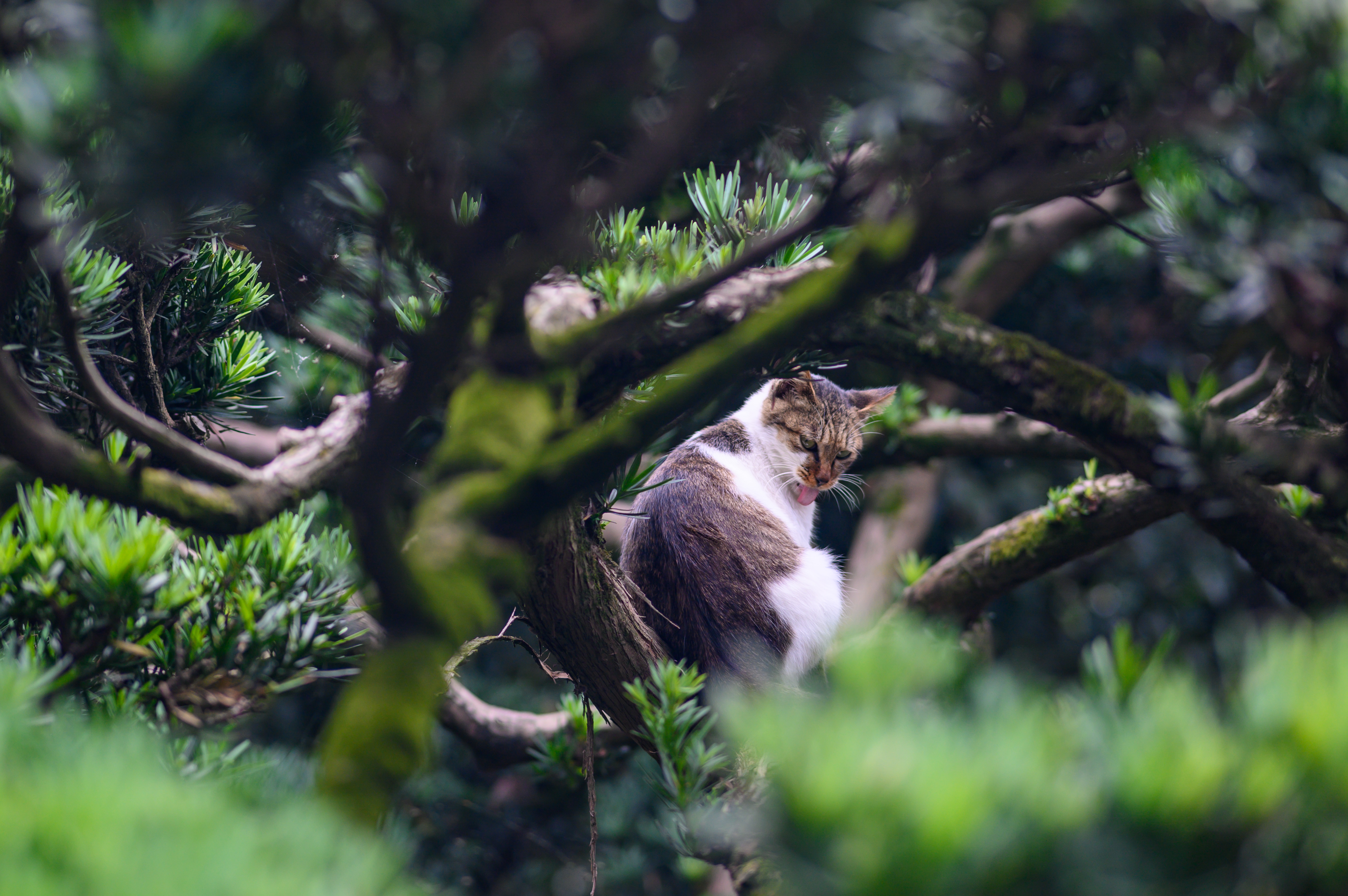 鼋头渚夏季游玩攻略,鼋头渚游玩攻略夏季
