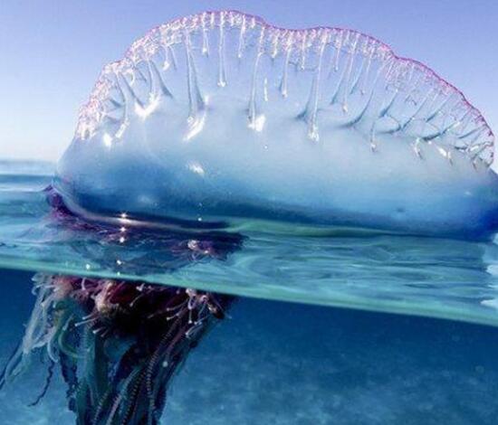 世界上最毒的水母蜇人,世界上十种最毒的水母