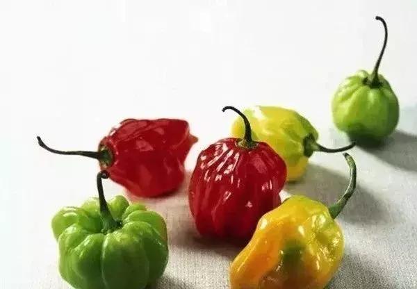 全世界辣椒排行榜前十,世界上十大辣椒排行榜