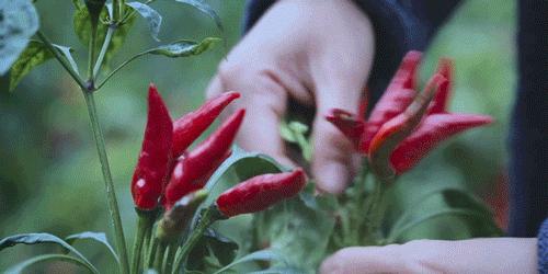 李子柒一年赚168亿背后的真相,李子柒破1000万