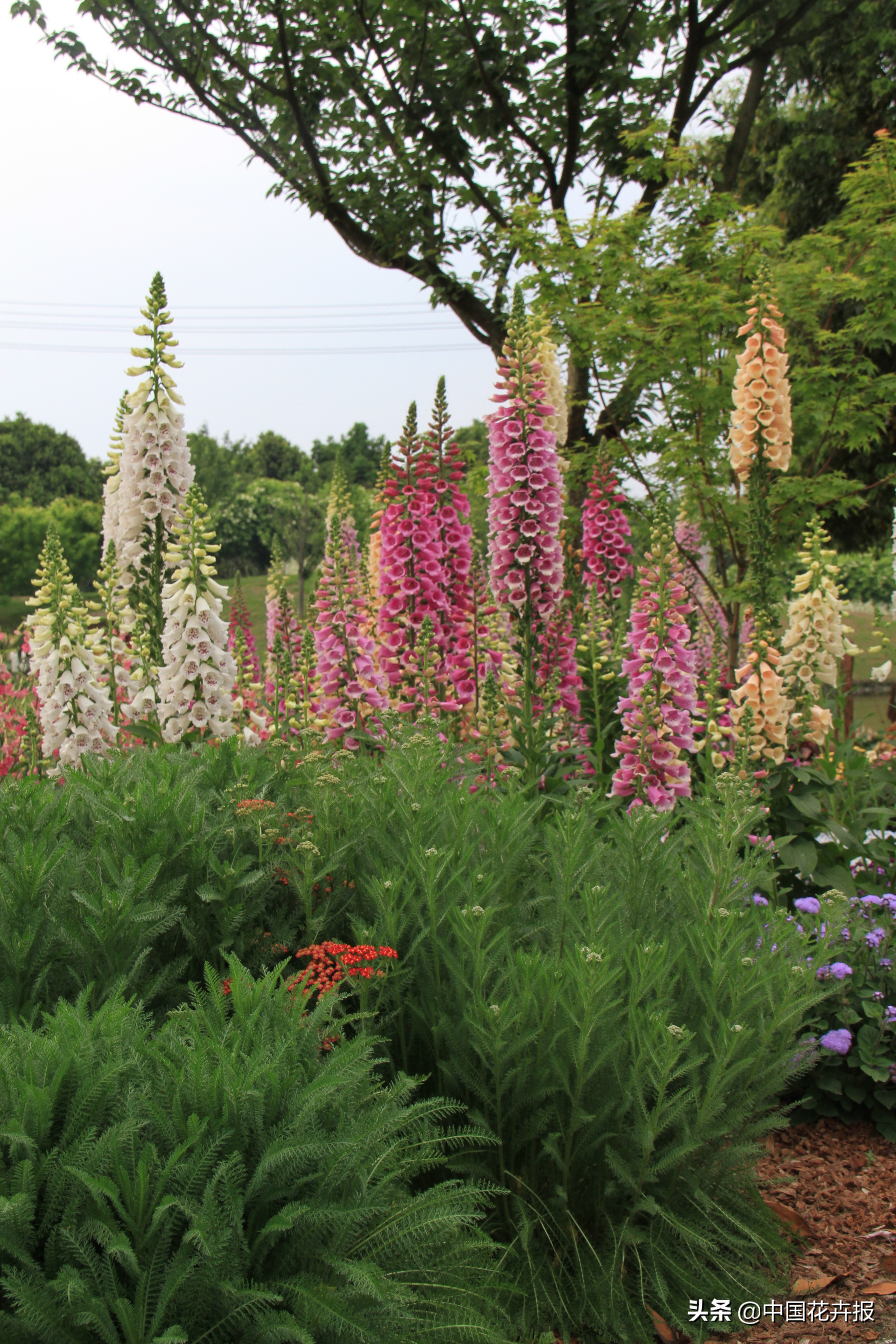 适合花园的花花草草,如何打造四季都有花的花园