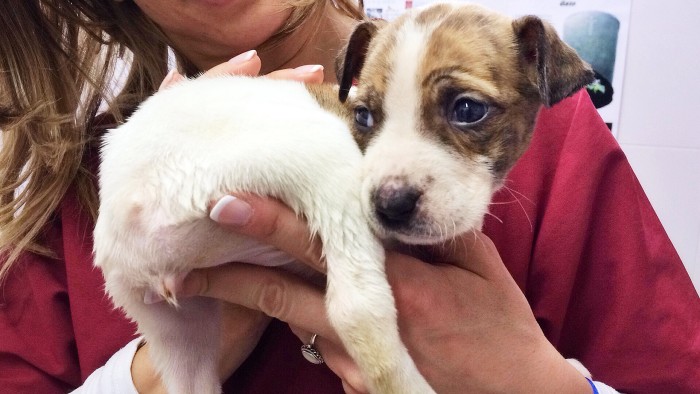 奶猫喝奶多久不排便就危险了,没有猫妈妈的奶猫怎么处理排泄物