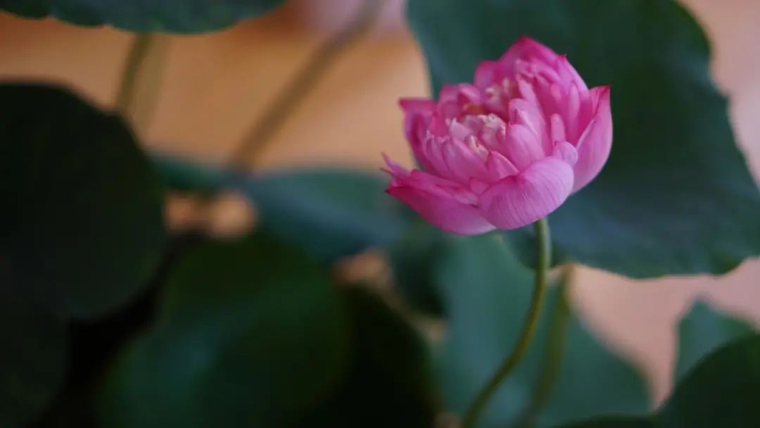 夏日解暑冰茶元气森林,夏天避暑花茶推荐