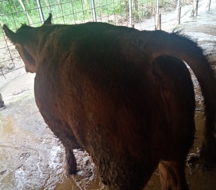 母牛的饲养繁育方案,繁育母牛下犊后需要独自牛舍吗