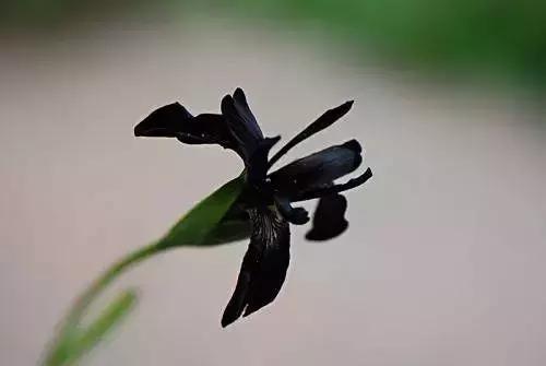 九种黑色花你见过几种,有几种黑色的花