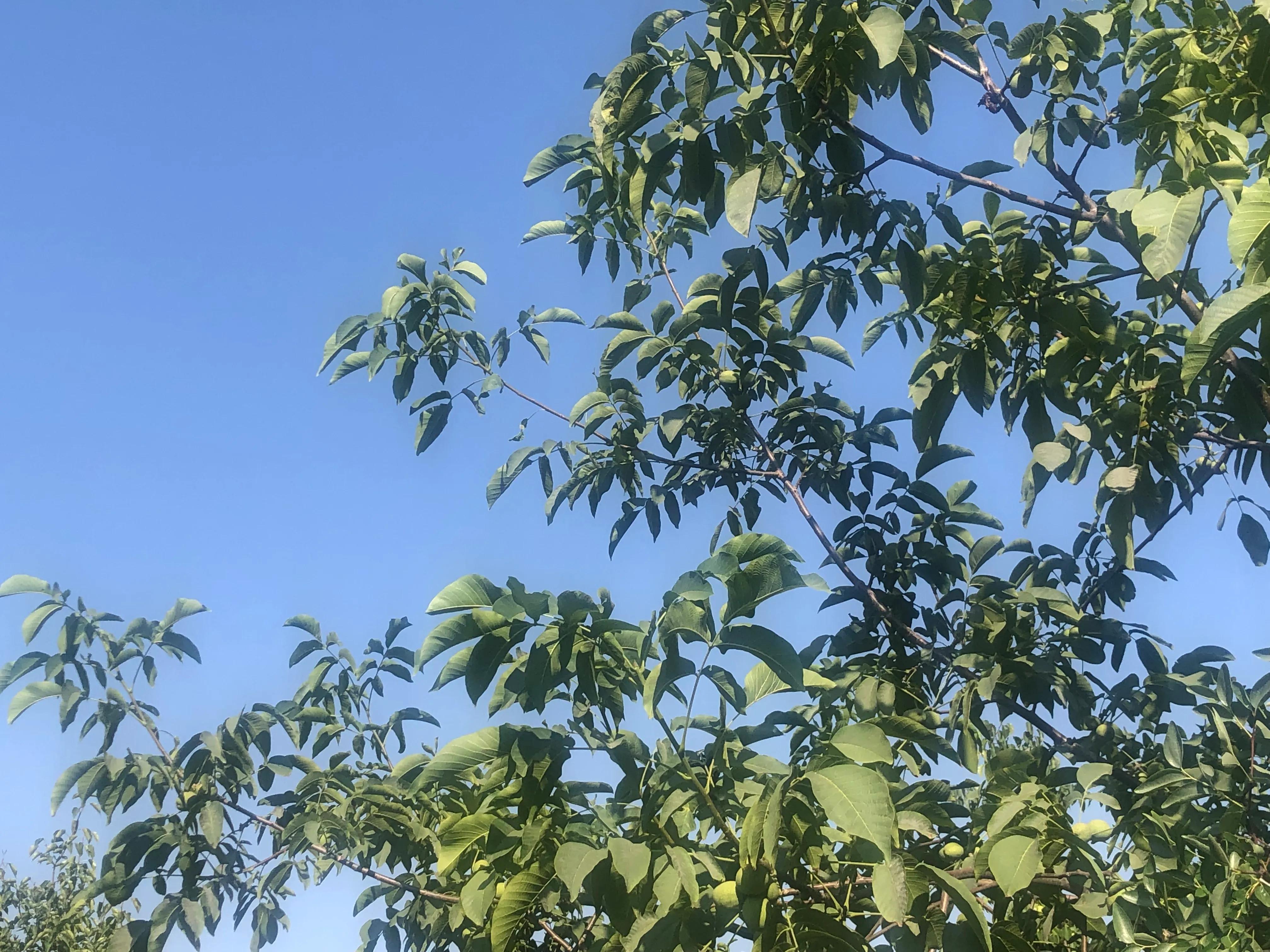 核桃树象征意义多子多福,核桃树红色代表什么