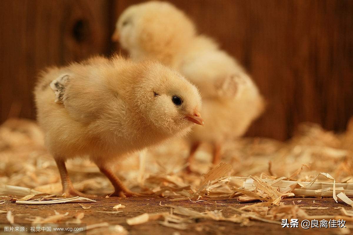 鸡大肠杆菌打什么针最好,大肠杆菌特效药
