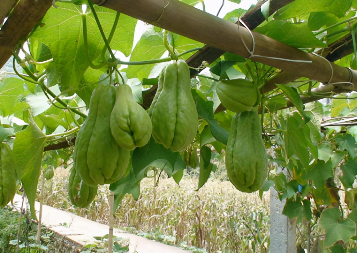 俗称“寿瓜”，有佛教祝福之意，能当水果也能做菜，如今市场少见
