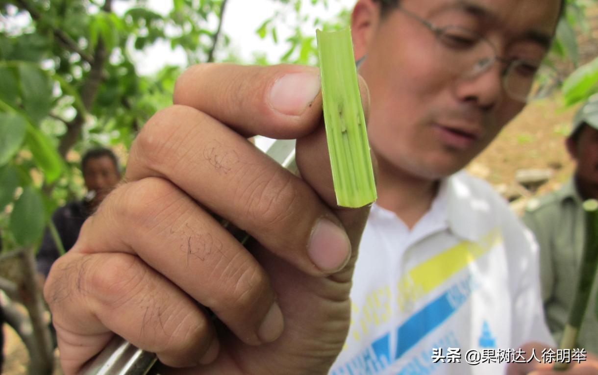 核桃嫁接不活的原因,核桃的夏季嫁接技术和嫁接时间