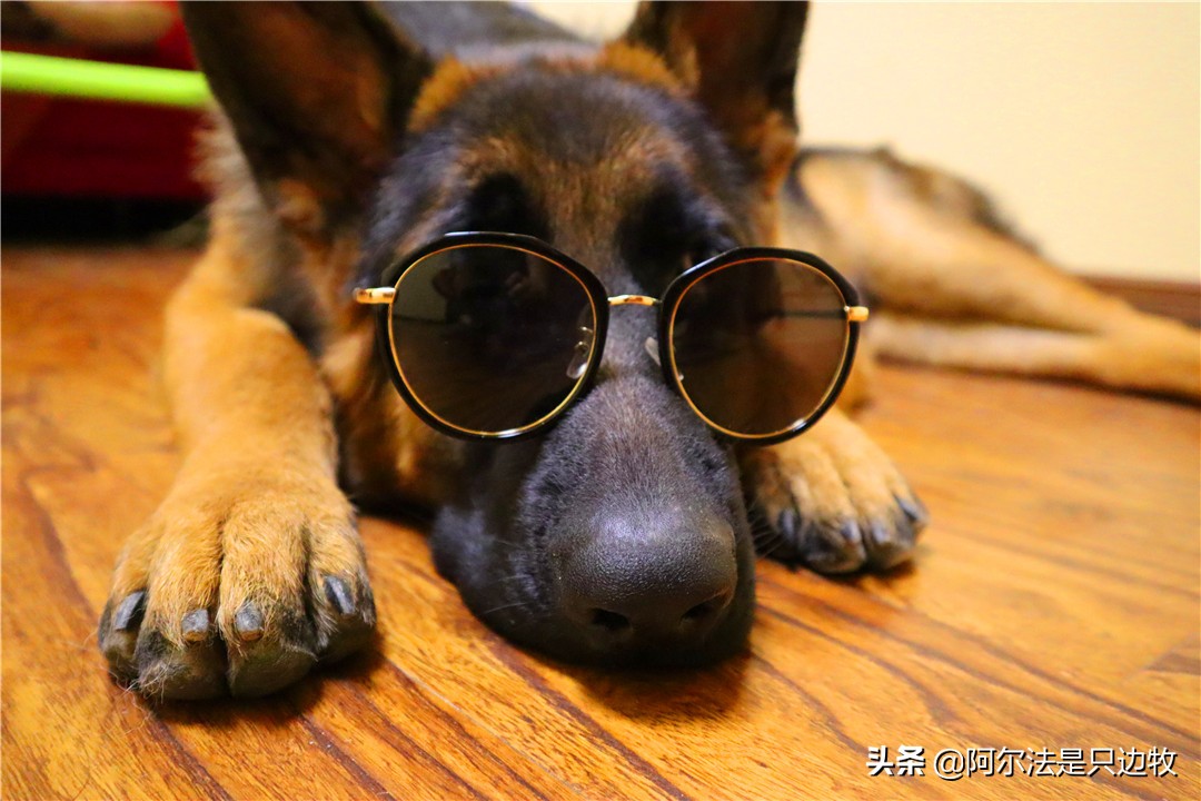 小德牧长不大了怎么办,小德牧几个月过了尴尬期