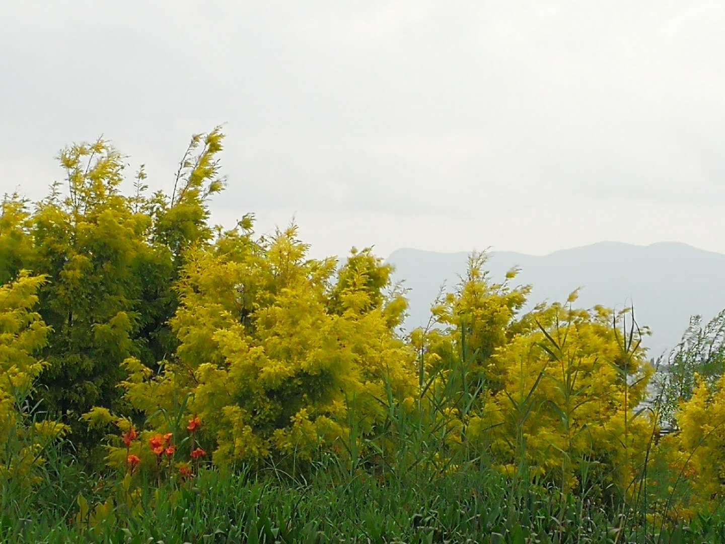 春节昆明景点免费开放,昆明春节公园免费开放时间