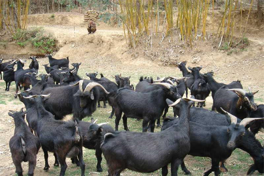 怎样养殖黑山羊最好吃,养殖黑山羊技术方法全教程