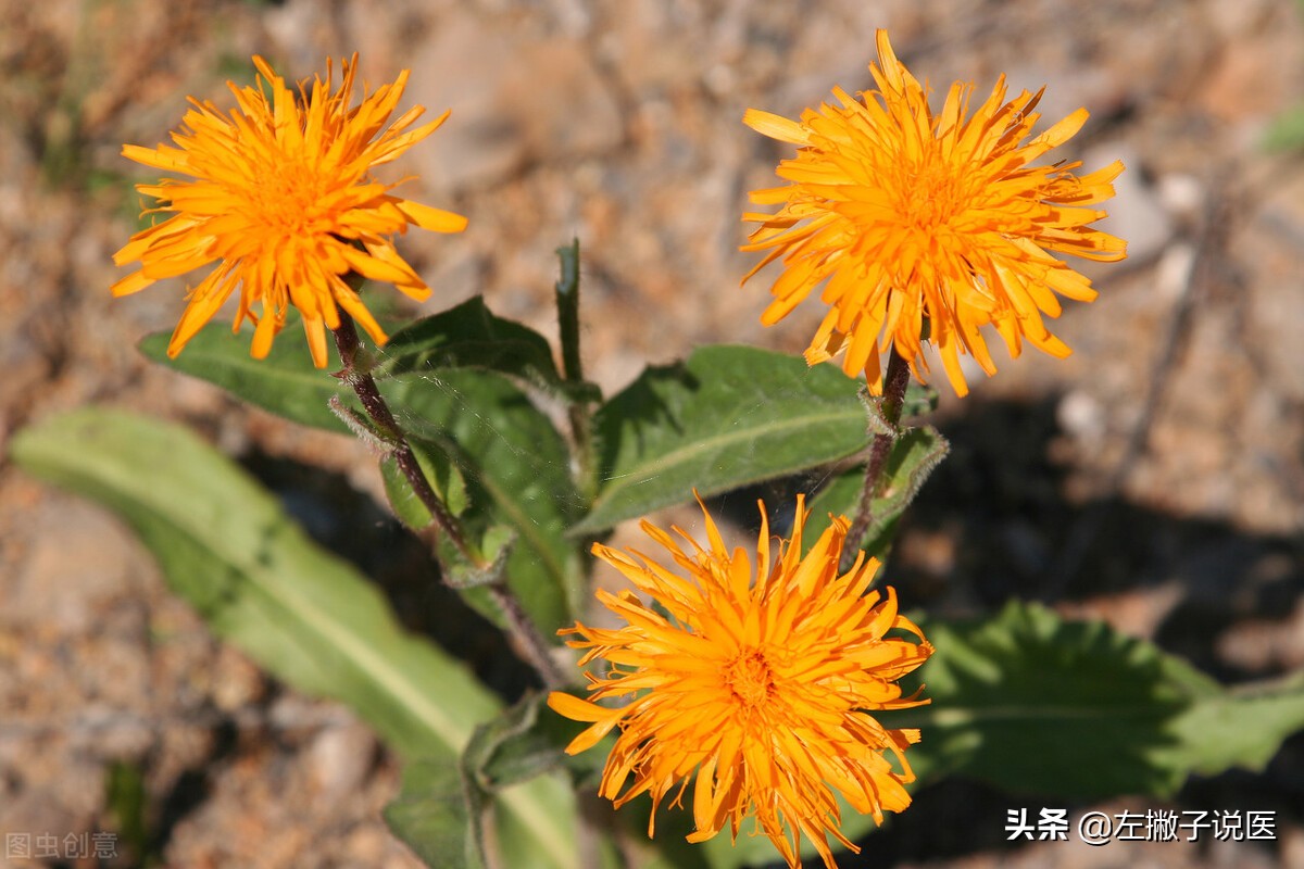 蒲公英能杀死90%的癌细胞吗,蒲公英真的有杀死癌细胞的作用吗