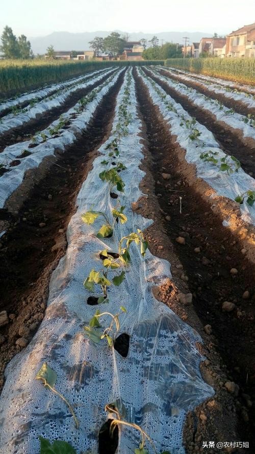红薯水培叶子发黄怎么办,红薯过水后变黑咋回事