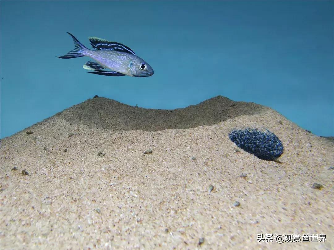 梦想的三湖世界持续建设中……方位:中国天津