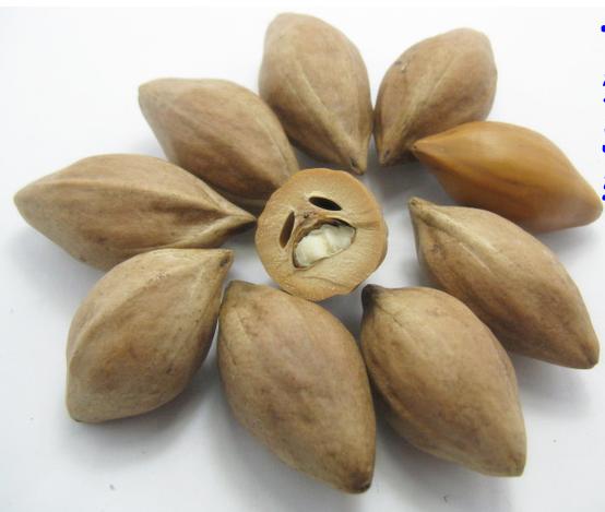 文玩橄榄核是什么品种的,什么样的橄榄核手串最好