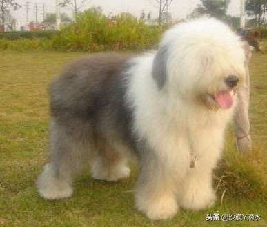 比尼熊狗狗价格,阿拉斯加狗狗价格