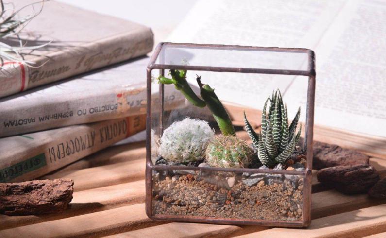 这6种多肉可不耐冻,这5种多肉植物繁殖快容易养