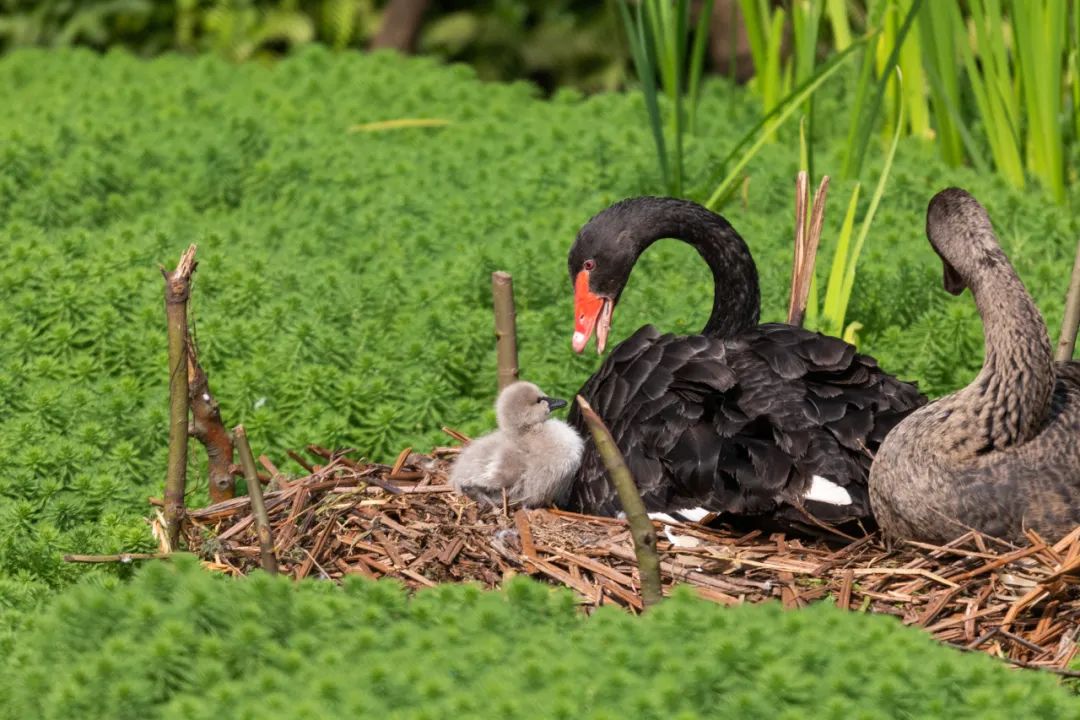 重庆大学有多牛,重庆大学怎么样好不好