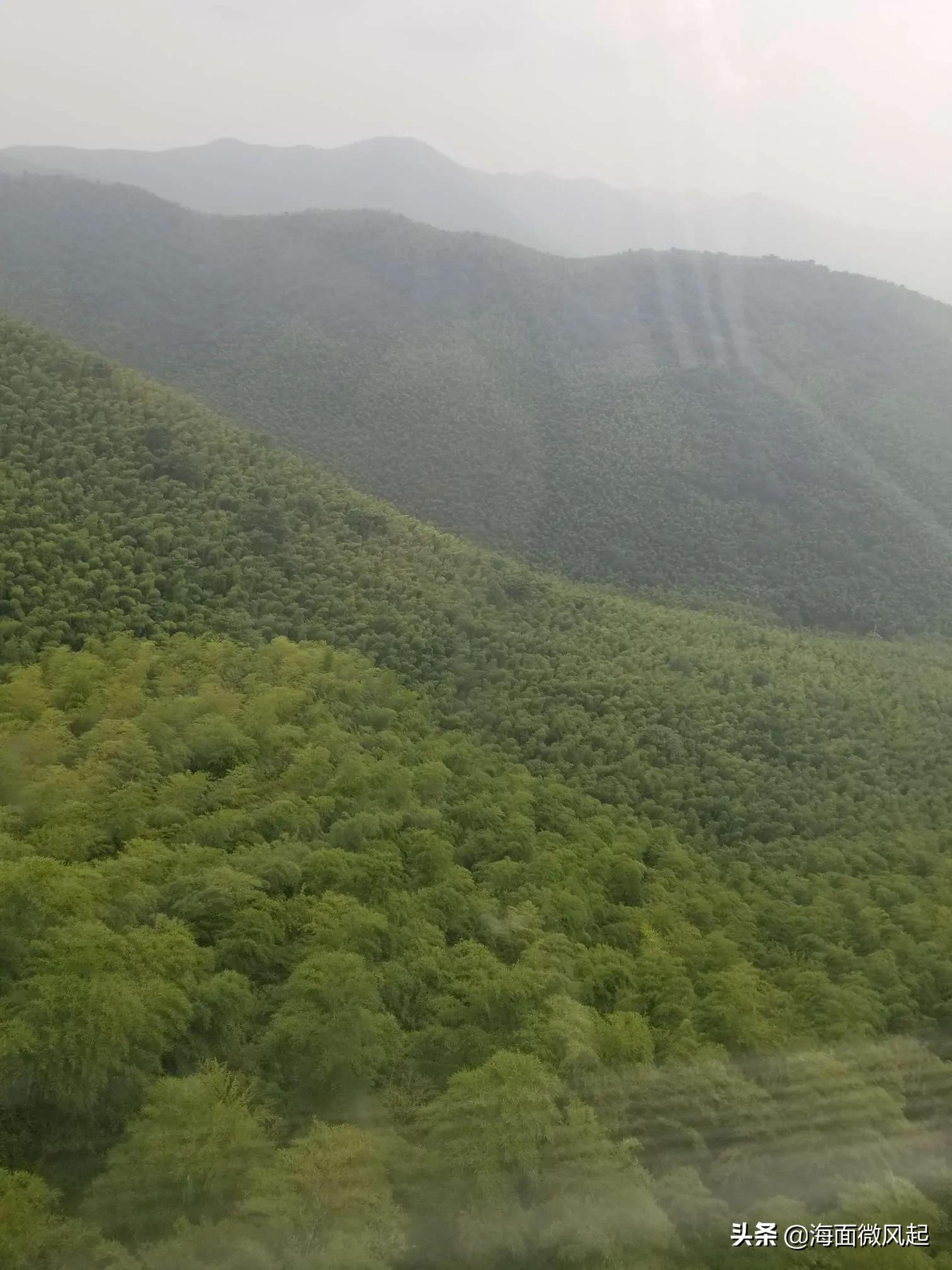 湖北宜兴竹海天然氧吧,宜兴天然氧吧森林公园