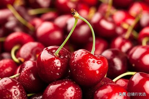 2023智利车厘子最新消息,目前智利车厘子已进入到货高峰期
