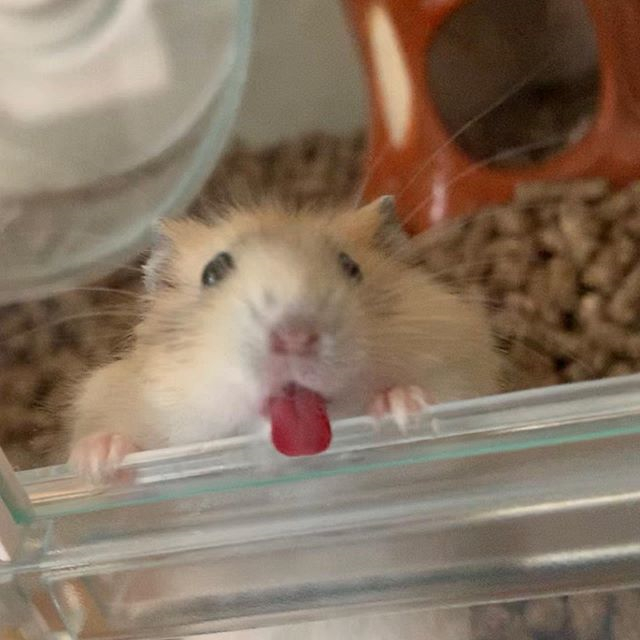 仓鼠中暑的解决方法,仓鼠怎么避免中暑