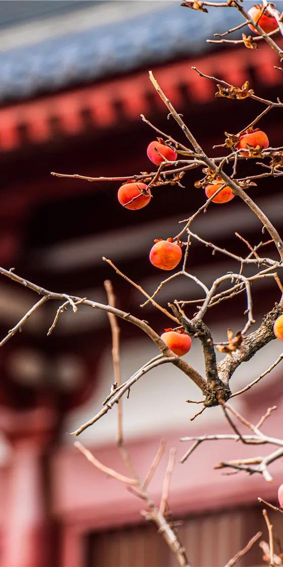 华清宫的初冬美景，惊艳了谁的时光？