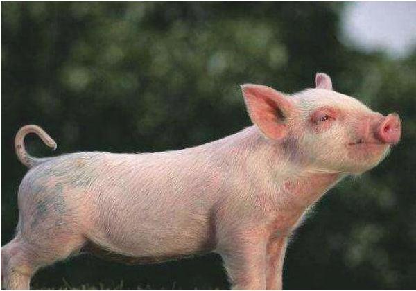 外购仔猪腹泻怎么治,仔猪拉红痢不要慌这里有妙招